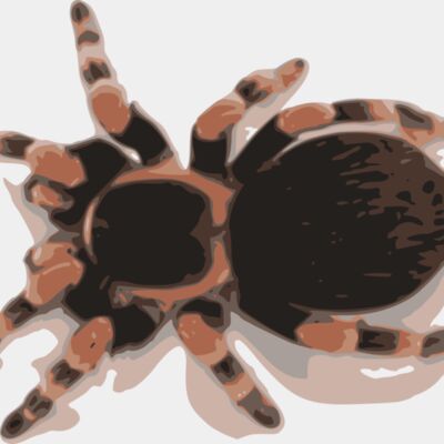 tarantula Thumbnail