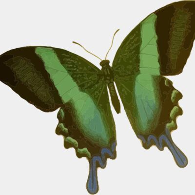 Papilio blumei Thumbnail