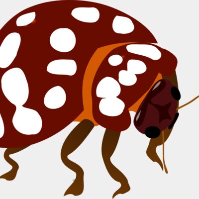 valessiobrito Bug Thumbnail