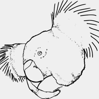 Koala line Thumbnail