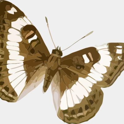 Limenitis trivena Thumbnail