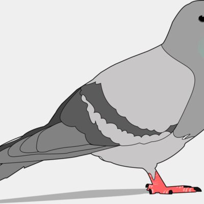 jondkoon pigeon Thumbnail