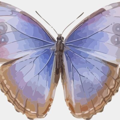 Morpho helenor octavia Thumbnail