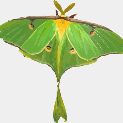 Luna Moth Thumbnail