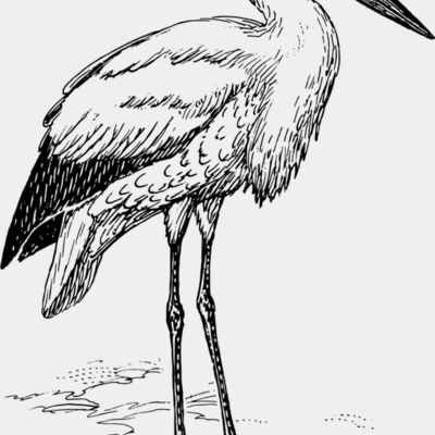 Stork  Thumbnail