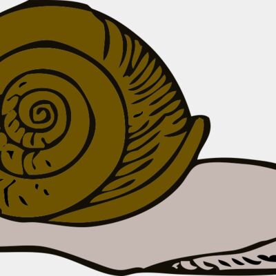 johnny automatic snail 2 Thumbnail