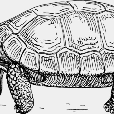 Tortoise  Thumbnail