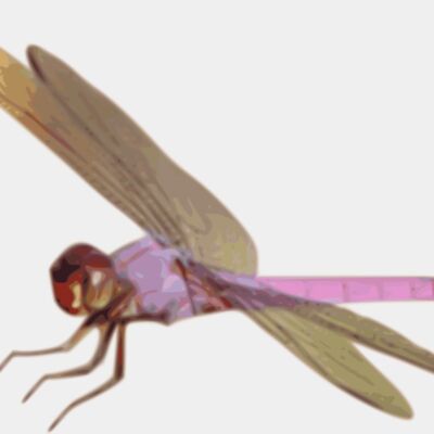 Roseate skimmer01 Thumbnail