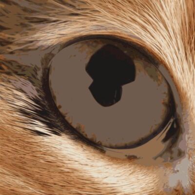 macskaszem2 Thumbnail