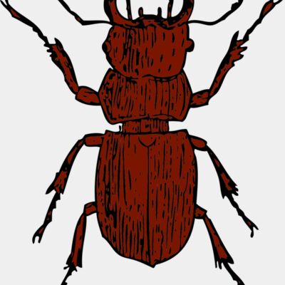 johnny automatic stag beetle Thumbnail