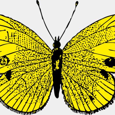 johnny automatic butterfly 3 Thumbnail