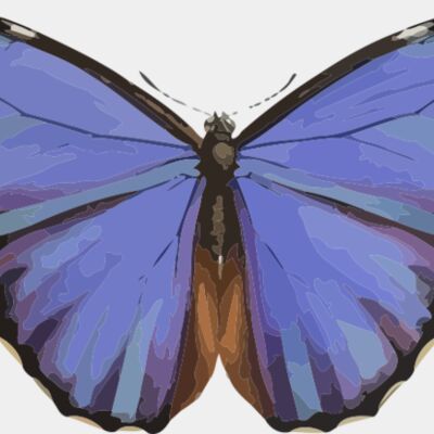 Morpho menelaus Thumbnail