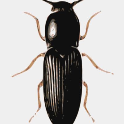 jbruce beetle  cardiophorus  Thumbnail