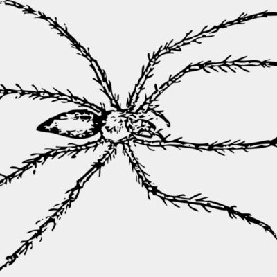 johnny automatic spider 1 Thumbnail