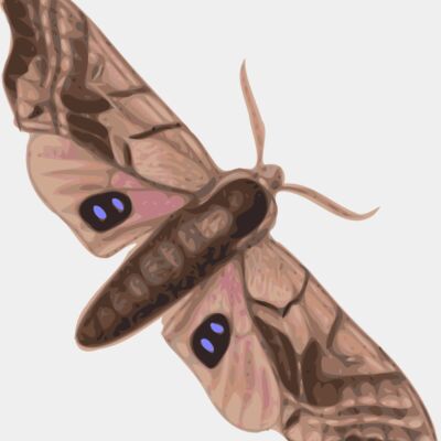 jbruce moth  smerinthus geminatus  top view Thumbnail