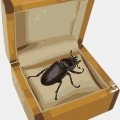 beetle in a box  2  Thumbnail
