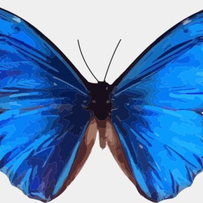 Morpho rhetenor Thumbnail