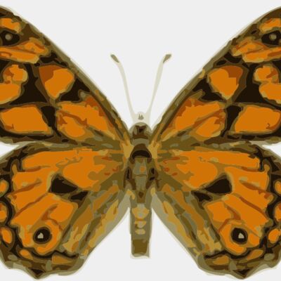 johnny automatic butterfly 2 Thumbnail