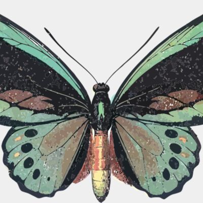 Ornithoptera priamus Thumbnail