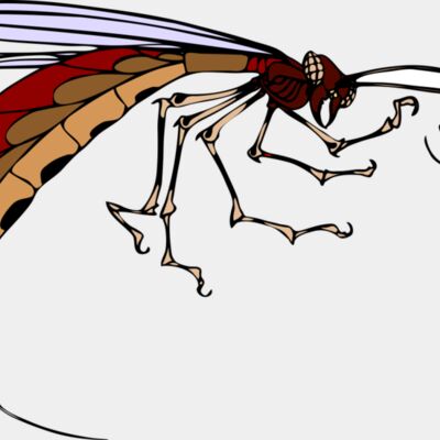 insetto architetto fran 03r Thumbnail