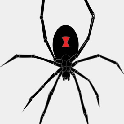 black widow spider Thumbnail