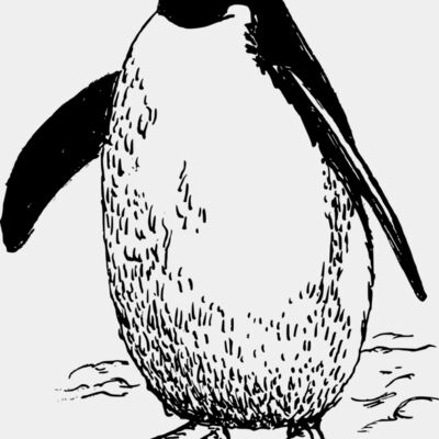 Penguine  17  Thumbnail