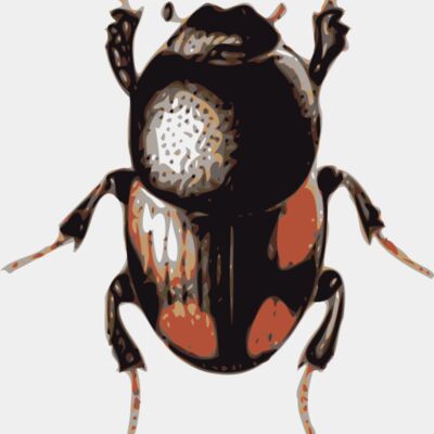 jbruce beetle  caccobius  Thumbnail