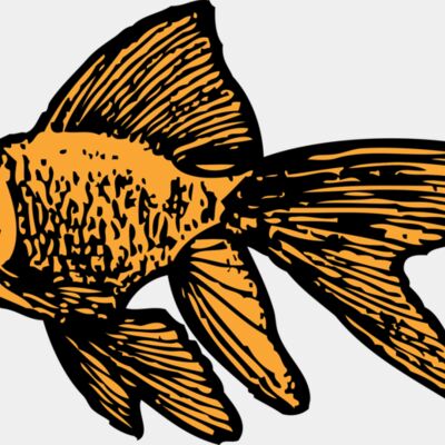 johnny automatic goldfish Thumbnail