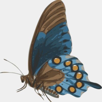 jbruce butterfly  papilio philenor    side Thumbnail