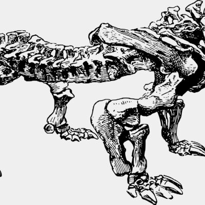 pareiasaurus Thumbnail