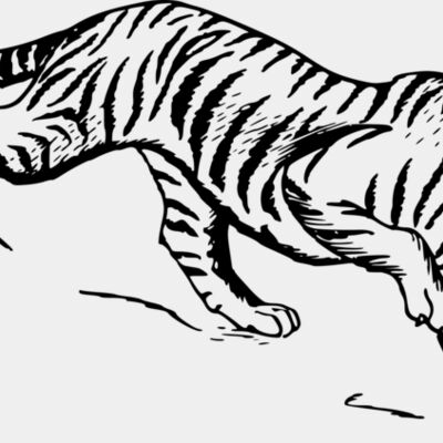 Tiger  Thumbnail