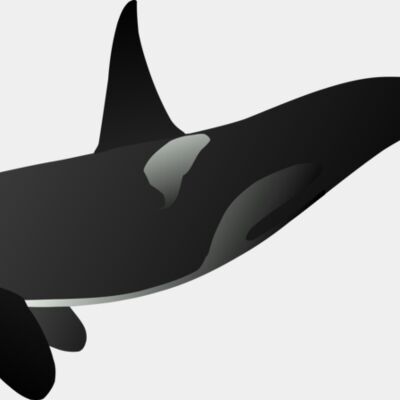 orca matthew gates r Thumbnail