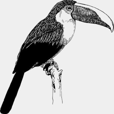 Toucan  Thumbnail
